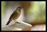  Swainson's Thrush � Janet Zinn